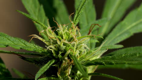 cerrar planta de marihuana