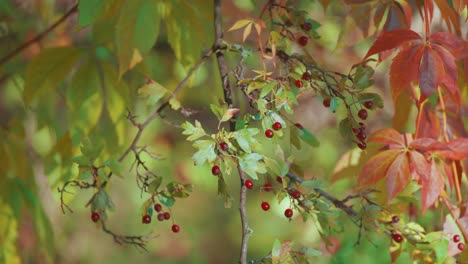 close-up of a branch with small red autumn berries surrounded by wild grapevine leaves in shades of green and red.
