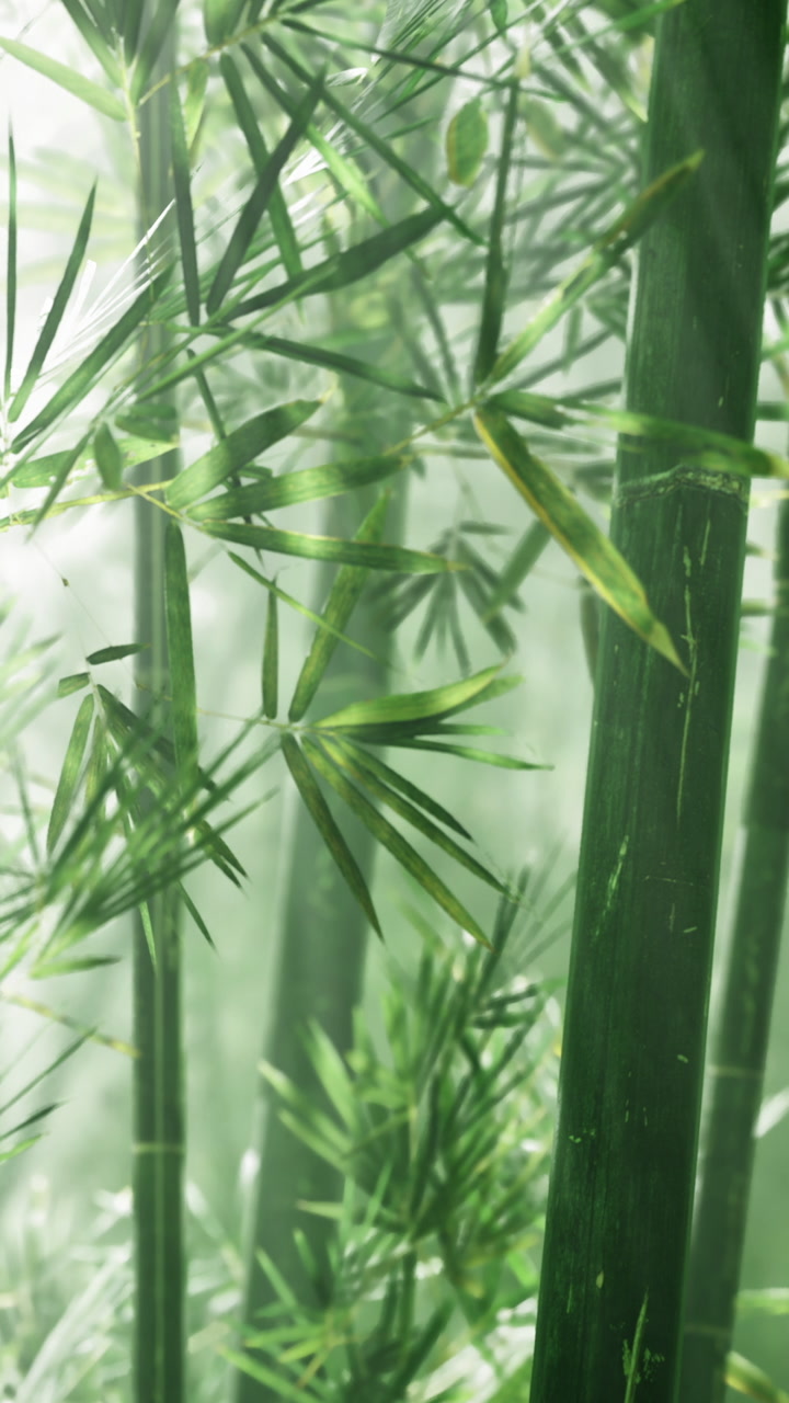 Bamboo stalks and leaves growing in a forest with sunlight passing through