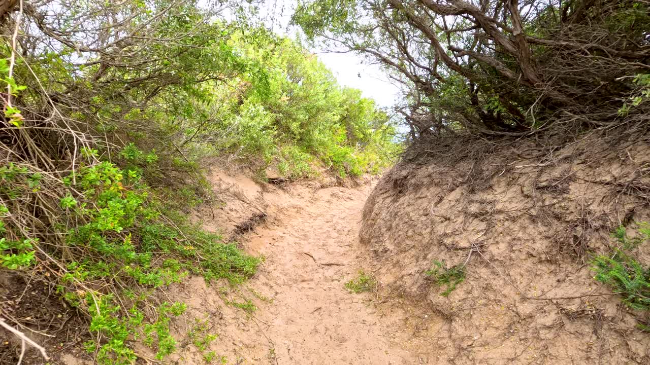 A low-angle tracking shot moves forward along a narrow sandy path through dense coastal vegetation
