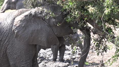 close up of young elephant rubbing head full of mud against tree