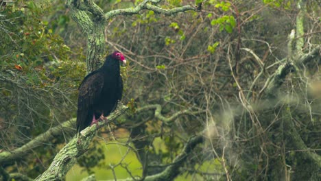 a turkey vulture takes flight southern texas 4k