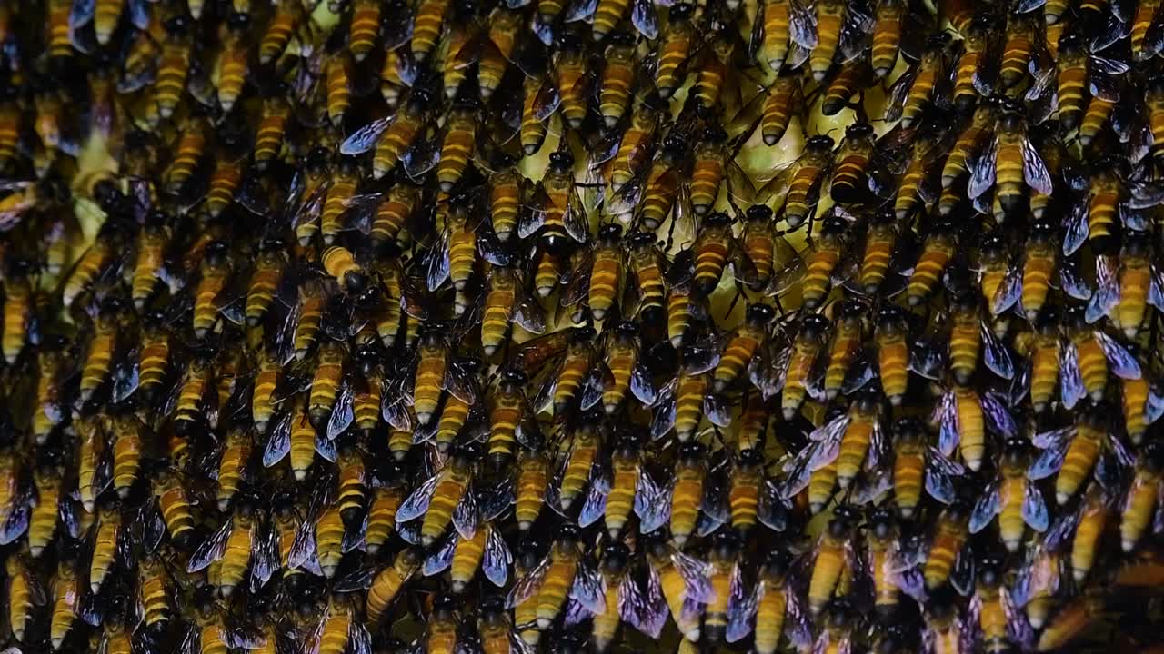 se sabe que las abejas melíferas gigantes construyen grandes colonias de nidos con bolsillos simétricos hechos de cera para almacenar miel como fuente de alimento.