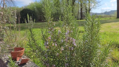 close up of rosemary herb plant, gently blowingin wind, with garden in background