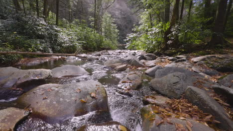 creek stream with forest in appalachian smoky mountains