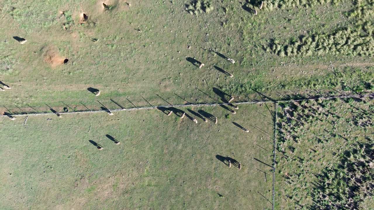 Drone aerial landscape of sheep grazing on rural town farmland countryside fields property outback acreage with fencing in Bredbo Cooma Australia animal species industry agriculture livestock meadow