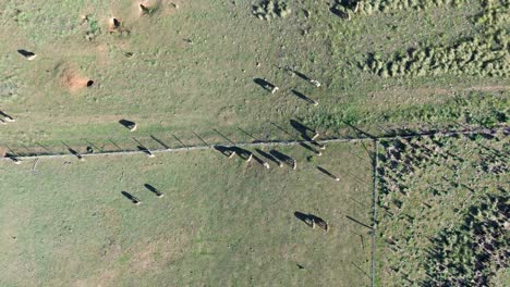drone aerial landscape of sheep grazing on rural town farmland countryside fields property outback acreage with fencing in bredbo cooma australia animal species industry agriculture livestock meadow