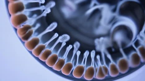 abstract microscopic organic structures