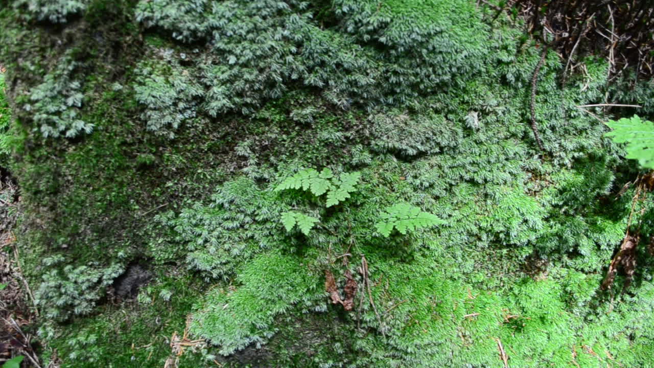 Piedra cubierta de musgo y helecho. Piedra en el bosque