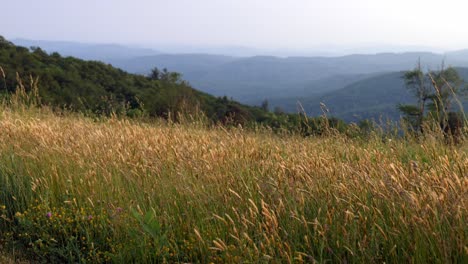 Graswiesen-Mit-Gras,-Das-Im-Wind-In-Den-Appalachen-Weht