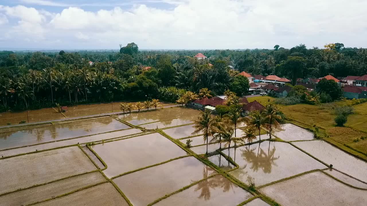 bali, ubud primavera 2020 en 1080, 60p, durante el día: vuelo lento de drones sobre los campos de arroz de ubud en bali