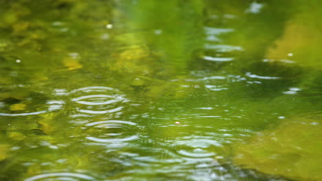 el agua de lluvia cae ondeando en el estanque verde - toma de primer plano