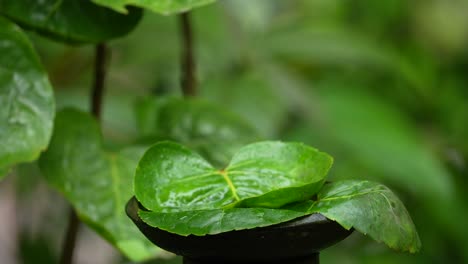 the-olivw-backed-tailorbird-is-enjoying-a-bath-on-the-green-bowl-leaf