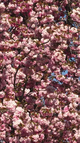 the breathtaking sight of sakura blooms adorning new york's central park