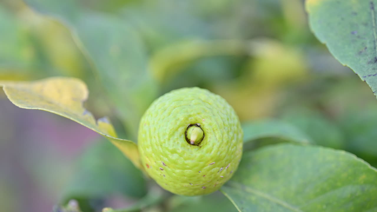 Primo piano di un piccolo limone verde circondato da foglie di agrumi, che mette in risalto le texture naturali e la crescita