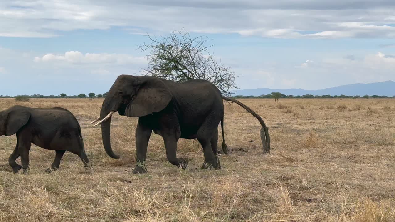 탄자니아 타란기레 국립공원의 사바나에서 구름이 많은 날씨에 산책하는 아프리카 부시 코끼리 (loxodonta africana)