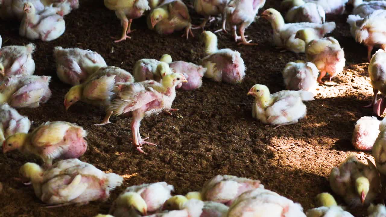 pollos de pollo en la granja de bangladesh, cría industrial intensiva, animales y agroindustria, producción de alimentos y concepto de la industria