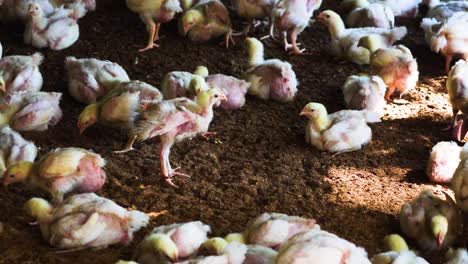 Chicken-Chicks-on-the-farm-of-Bangladesh,-intensive-industrial-breeding,-animal-and-agribusiness,-food-production,-and-industry-concept