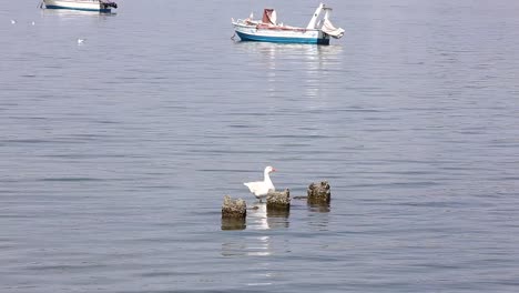 duck in the sea in greece