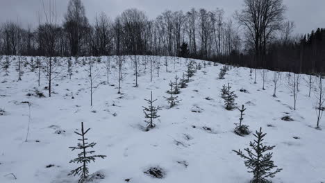 panning shot of small pine tree with white snow covered on the outskirts of a forest on a cloudy day