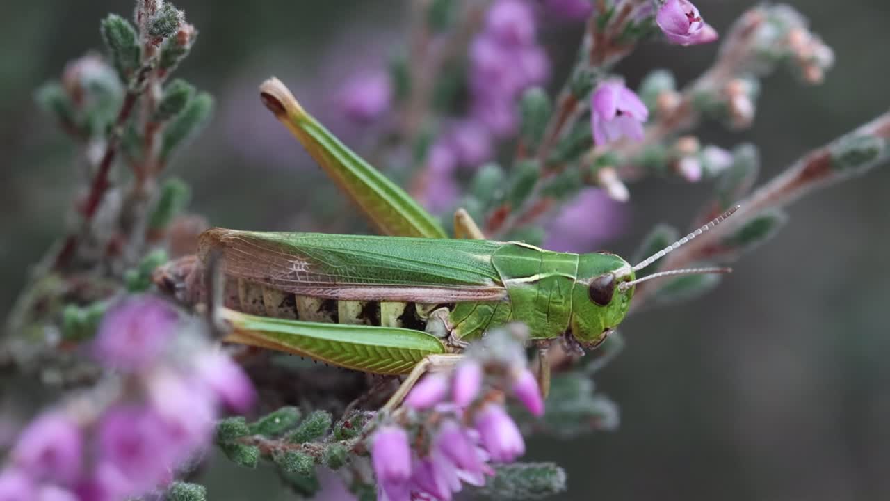 A green coloured Grasshopper perched on amongst the pink flowers of a Heather , Calluna vulgaris. Highgate Common Nature Reserve. Summer. UK