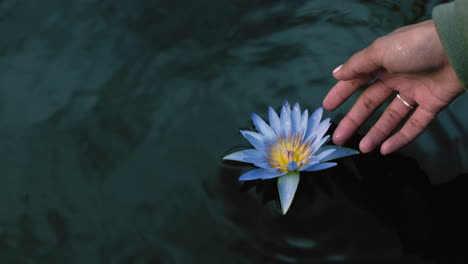 Cerrar-La-Mano-De-Una-Mujer-Tocando-Una-Hermosa-Flor-De-Nenúfar-Flotando-En-Un-Estanque-Disfrutando-De-La-Naturaleza-Mirando-La-Belleza-Natural-En-El-Parque-Del-Jardín