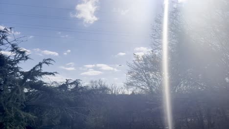 black crows fly back and forth in a row between tall trees under a summer sky and strong sunlight