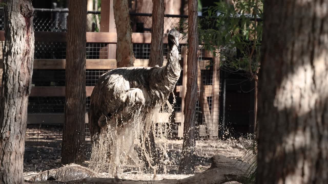 먼지 목욕 을 즐기는 에무