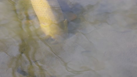 una vista serena de un pez koi deslizándose bajo el agua