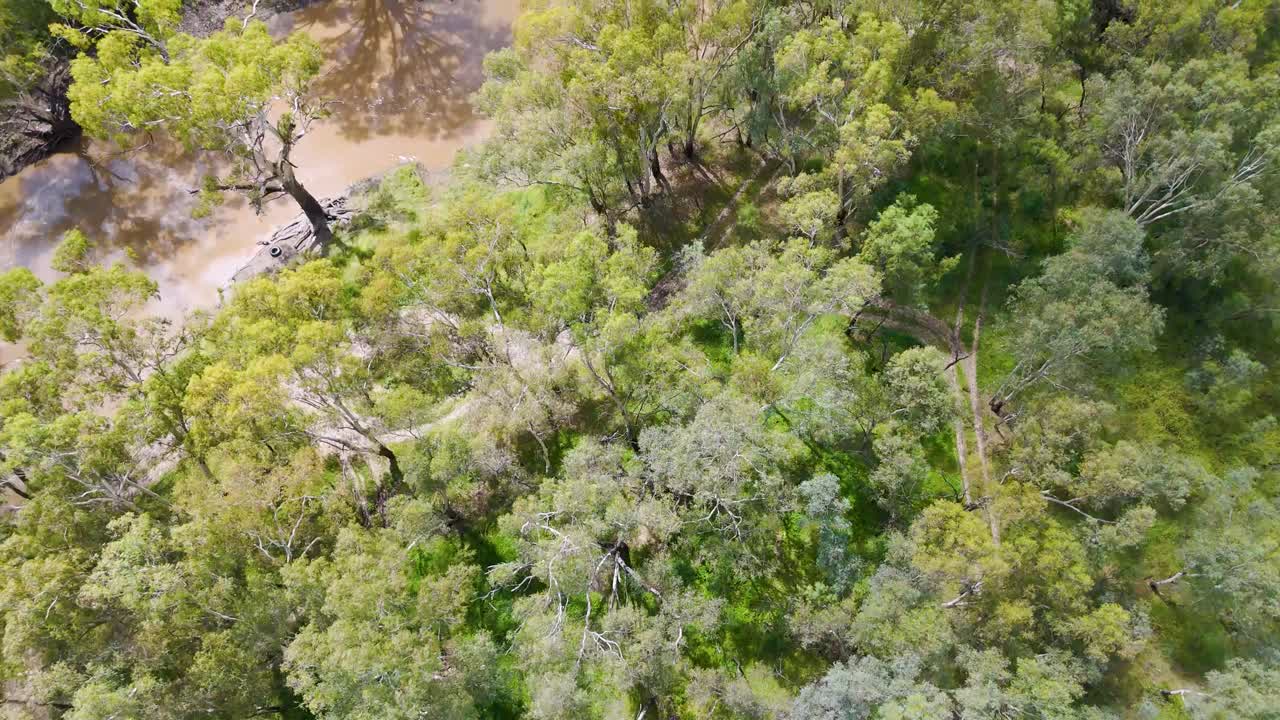 Drone captures lush forest and winding creek