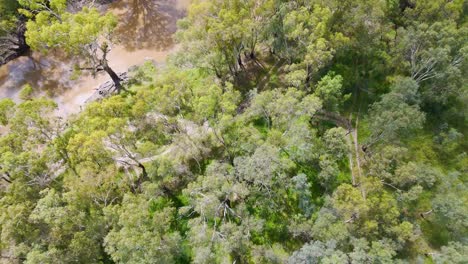 drone captures lush forest and winding creek