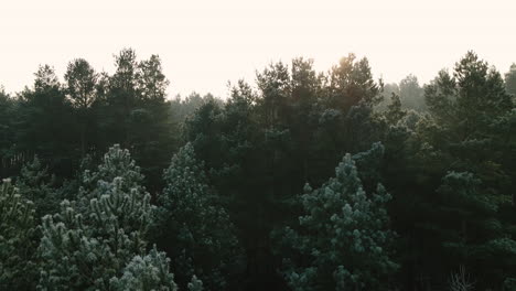 Drone-take-off-over-covered-in-snow-winter-spruce-firtree-crowns-in-Bartoszylas-village-forest-on-sunset