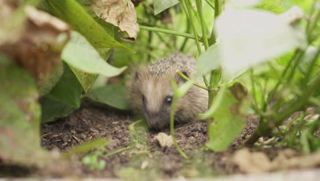 tiny european hedgehog feeding on leafy vegetables in a garden - close up