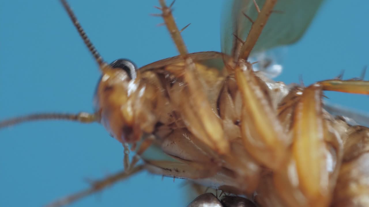 Brown cockroach is hold by silver tweezers and tries to escape moving its legs and antennas