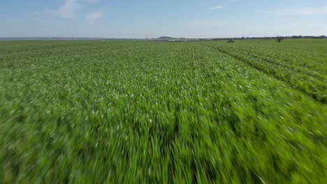 drone shot vibrant green agricultural green fields close up, in the countryside on a spring sunny day