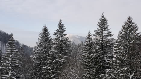 Snowcapped-mountain-range-beyond-a-coniferous-forest-in-winter,Czechia