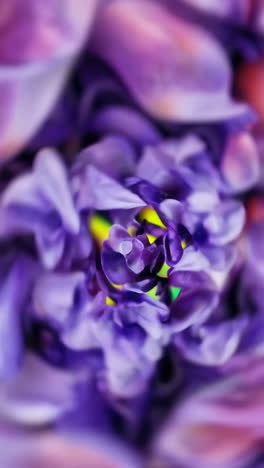 vibrant abstract purple and yellow blurs