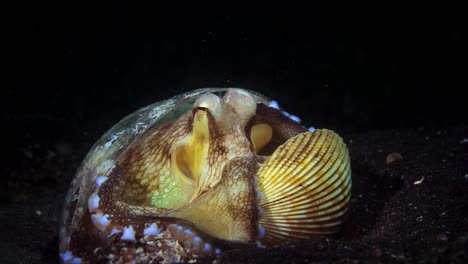 Coconut-Octopus-in-shell-plastic-cup-hiding-walking-Lembeh-Indonesia-4k-25fps