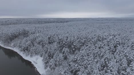 snow covered coniferous forest and the winding river neris during snowy winter