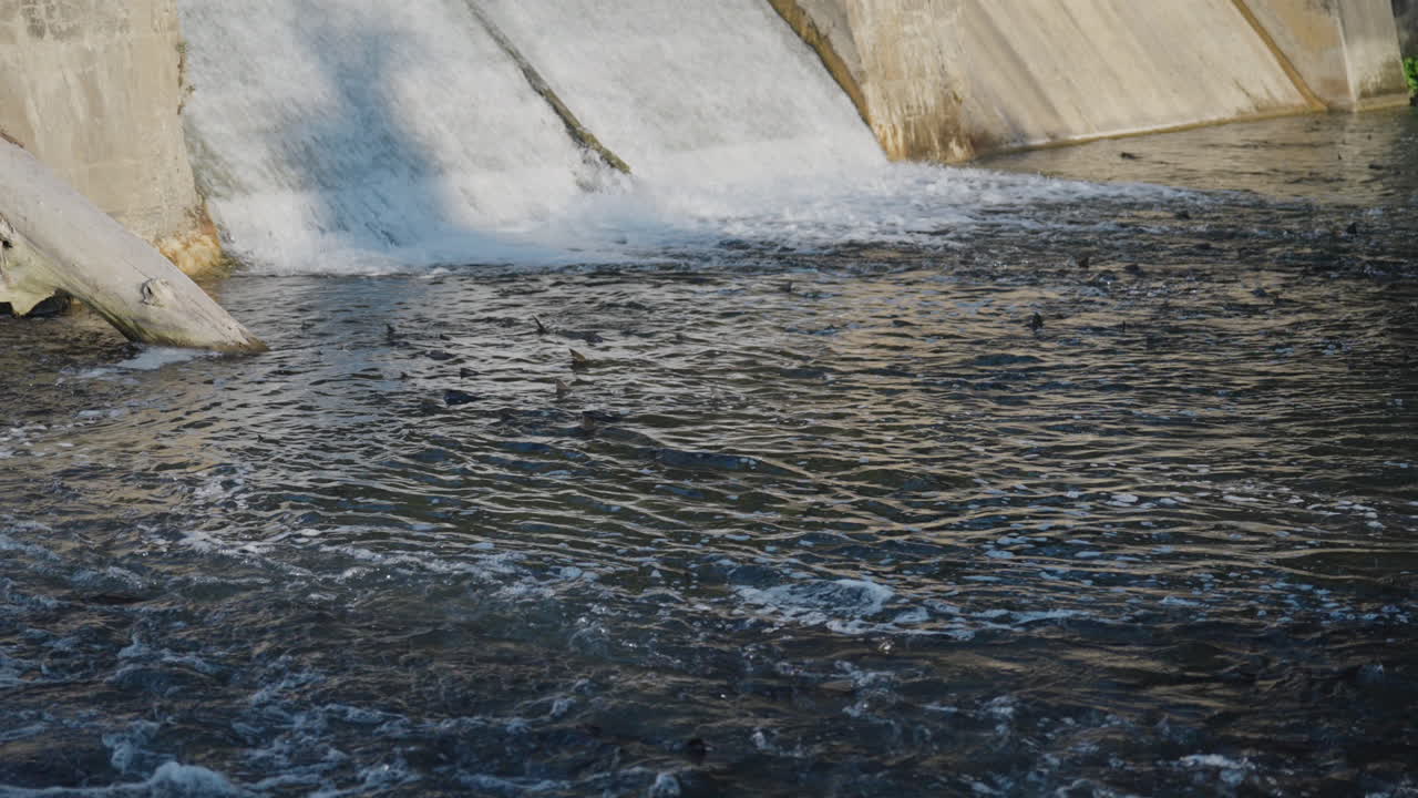 Salmon struggle upstream in slow motion at Ganaraska River in Ontario