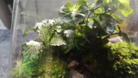 matraz de vidrio terrario de musgo natural miniatura creciente ecosistema botánico primer plano órbita izquierda