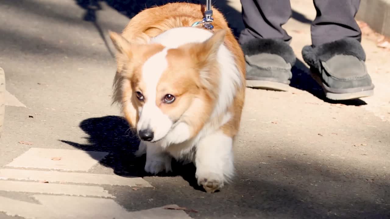A corgi walks alongside a stroller, enjoying a sunny day on the sidewalk.