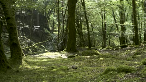 a majestic ancient woodland in wales, uk