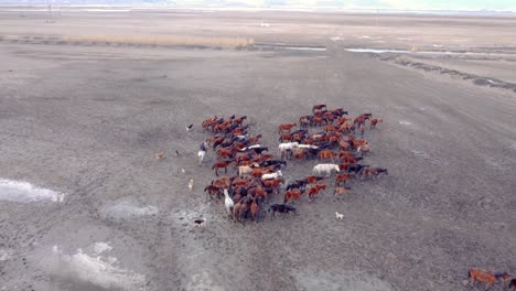 Manada-De-Caballos-Salvajes-En-Las-Montañas