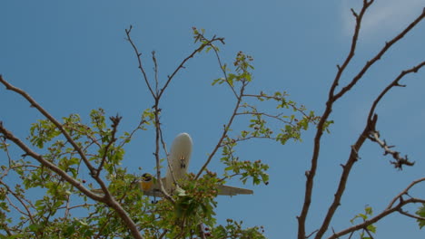 Plane-flying-overhead