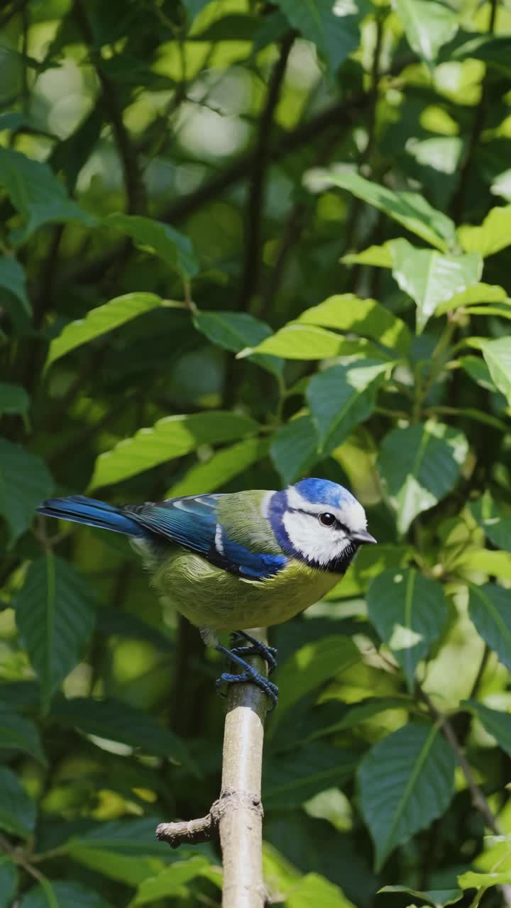 Immagine fissa ravvicinata di un video di un uccello blu e verde appollaiato su un ramo, circondato da rigogliose foglie verdi