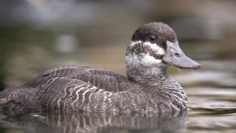 Retrato-De-Primer-Plano-A-Nivel-De-Los-Ojos-De-Pato-De-Lago-Hembra-En-La-Superficie-Del-Agua,-Bokeh