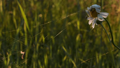 daisy and spiderweb in grass field