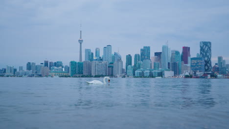 Weißer-Schwan-Im-Hafensee-Von-Toronto-Mit-Skyline-Hintergrund-Der-Stadt---Dämmerung