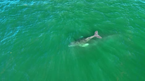 It-is-said-that-half-of-the-world-population-of-humpback-whales-are-gathering-in-the-warm-water-of-Hawaii-in-winter-to-mate-and-give-birth